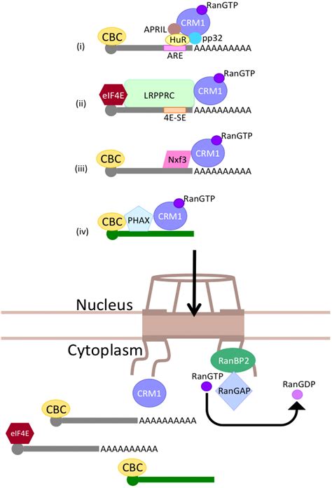 Genes Free Full Text Rna Export Through The Npc In Eukaryotes