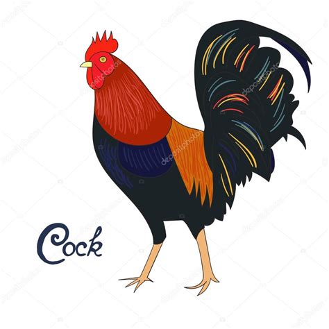 Bird Cock Rooster Vector Illustration Stock Vector By ©alexanderpokusay