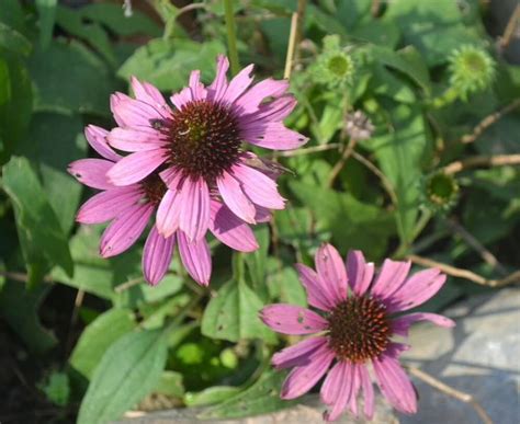 Two Purple Flowers Are In The Middle Of Some Green Leaves And Rocks On