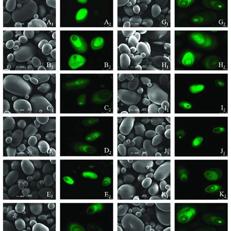 Scanning Electron Micrographs Sem And Confocal Laser