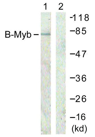 ANTI B MYB ANTIBODY PRODU Merck Life Sciences Thailand