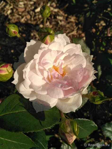 Галерея - Stephanie Baronin zu Guttenberg - Энциклопедия роз