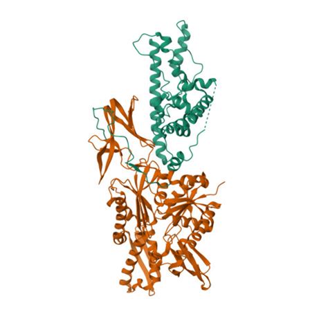 RCSB PDB 7X3K Cryo EM Structure Of RAC In The State C2 RNC RAC Complex