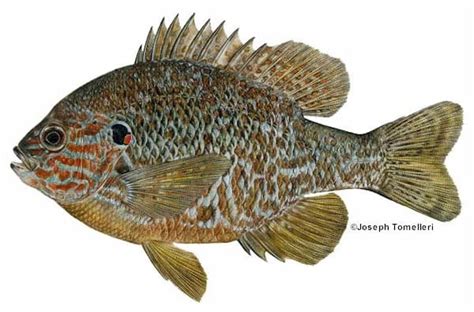 Pumpkinseed Sunfish Species Information Fisheries Fish And Wildlife