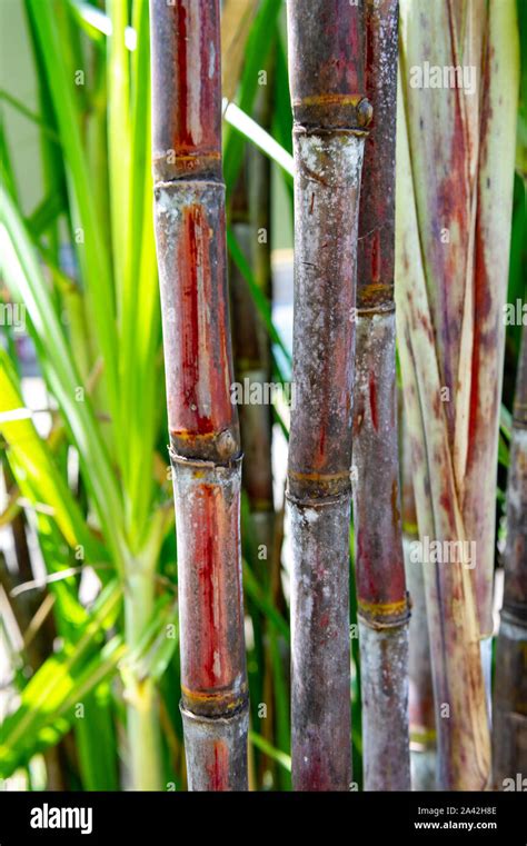 Sugarcane Plant In Wild Plantation Stock Photo Alamy