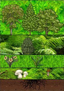 Lapbook Zum Thema Wald Mit Lapbook Vorlage Artofit