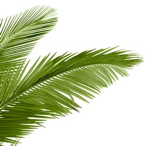 Collection Of PNG HD Palm Tree Beach PlusPNG