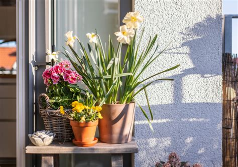 El Poder Del Sol Jardiner A Y Abundancia Con El Inicio Del Solsticio