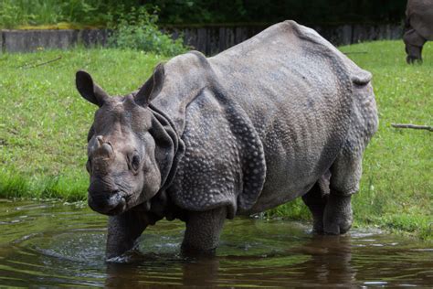 Indian Rhinoceros - Facts, Size, Diet, Pictures - All Animal Facts