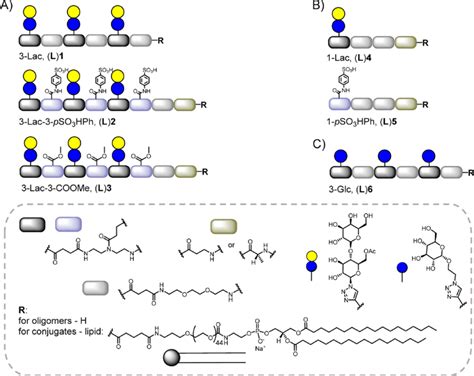 Overview Of The Synthesized Glycomacromolecules R H And The