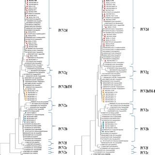 Phylogenetic Analysis Of Pcv Based On Full Length Orf Sequences This