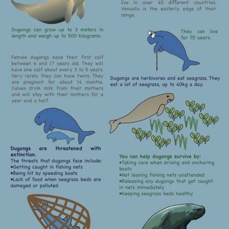 Dugong and seagrass educational materials – VESS: Vanuatu Environmental Science Society