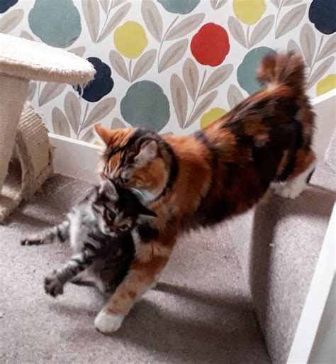 Фотографии курильского бобтейла - 55 фото