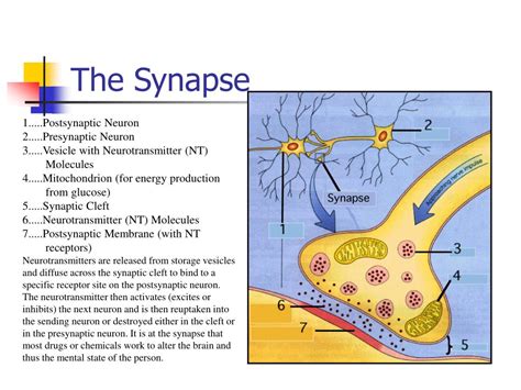 Ppt The Synapse Powerpoint Presentation Free Download Id 445259