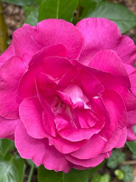 Rosa Damascena Herrm Damask Rose World Flora Pl NtNet Identify