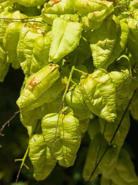 Golden Rain Tree Koelreuteria Paniculata Unripe Seed Pods Close Up