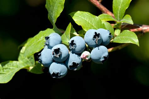 Blueberry Bush Seed Propagation How To Grow Blueberries From Seeds Gardening Know How