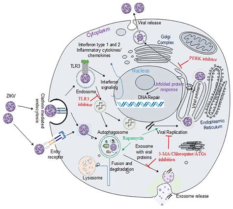 Frontiers Complementary Mechanisms Potentially Involved In The