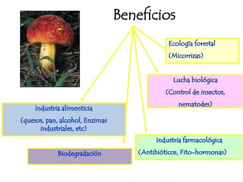 Beneficios De Los Hongos Para El Ser Humano Estos Beneficios