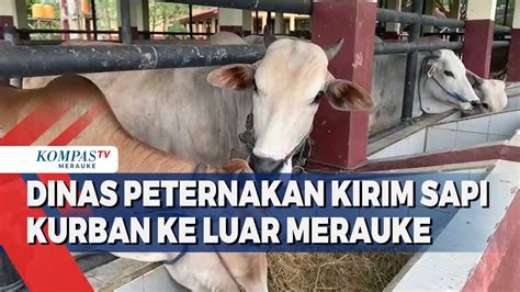 PERMINTAAN SAPI KURBAN KE LUAR MERAUKE YouTube