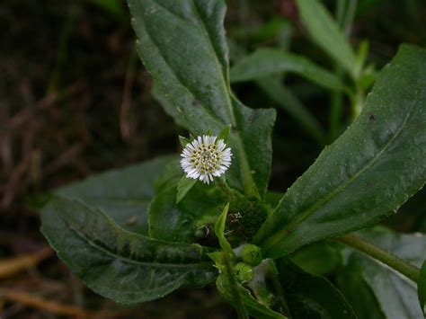 Eclipta Prostrata Asteraceae Image At Phytoimages Siu Edu