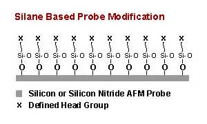 Chemically Modified Glass Mica Surfaces For Atomic Force Microscopy