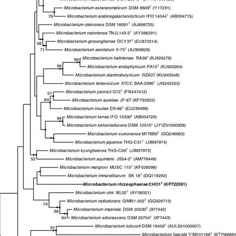 Phylogenetic tree based on 16S rRNA gene sequences, showing the ...