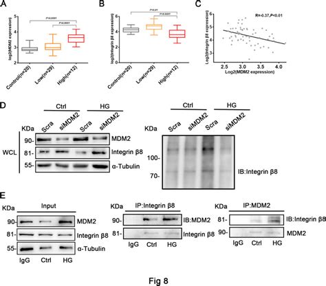 Integrin Prevents Pericyte Myofibroblast Transition And Renal