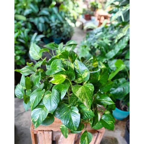 Jual Sirih Gading Variegata Epipremnum Golden Photos Shopee Indonesia