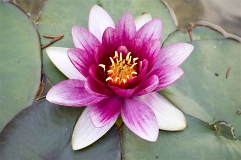 Water Lily Pink Aquatic Plant Free Photo On Pixabay Pixabay