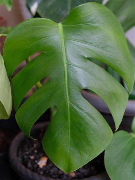 Rhaphidophora Tetrasperma Care Growing Tips Indoor Plant Care