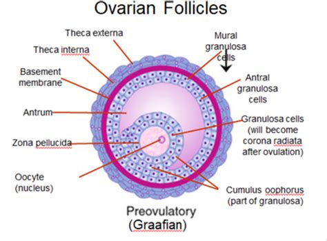 Embryology Exam 2 Updated Flashcards Quizlet