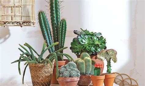 Cactos na decoração da casa dicas de como usar