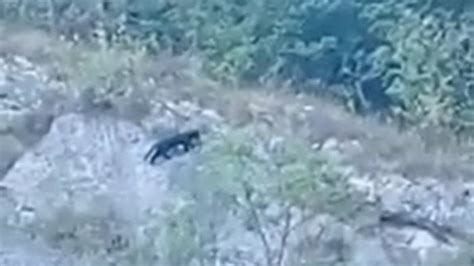 Una Pantera A Solto Collina Un Video Riaccende La Suggestione