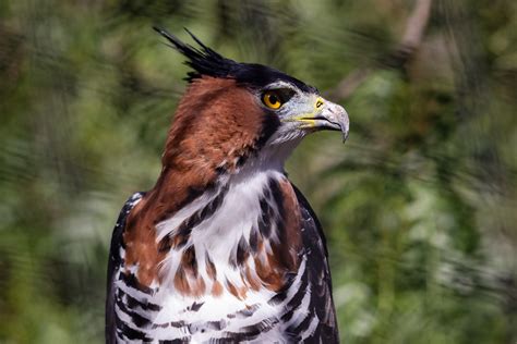 Ornate Hawk-Eagle: the Elegant Eagle | BirdNote