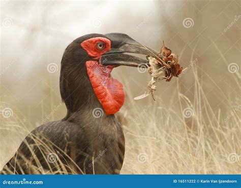 Ground Hornbill Bird Stock Photography | CartoonDealer.com #10144004