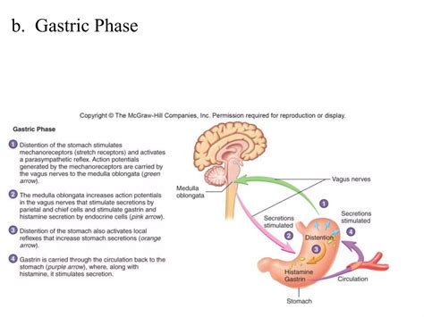 Digestive Systemppt