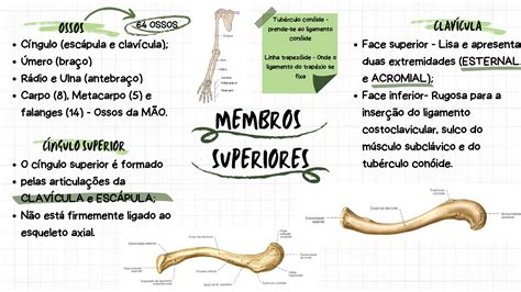 Membros Superiores Res Academy