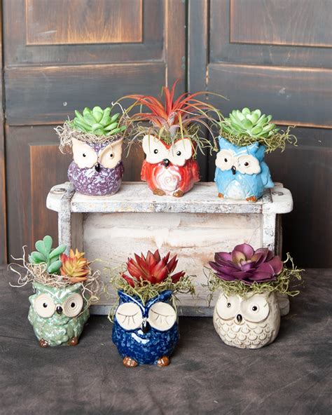 Succulent Plants In Owl Pot Etsy