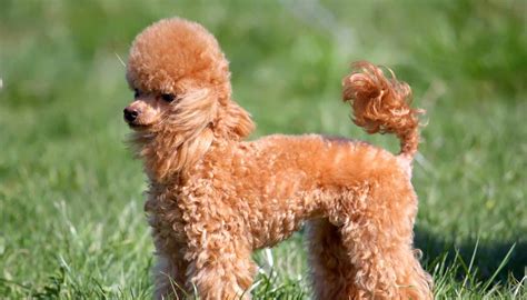 miniature poodle temperament lifespan shedding puppy