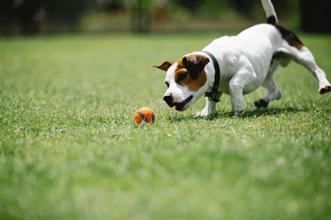 Best Small Dog Parks In Salt Lake City - Dog Friendly SLC