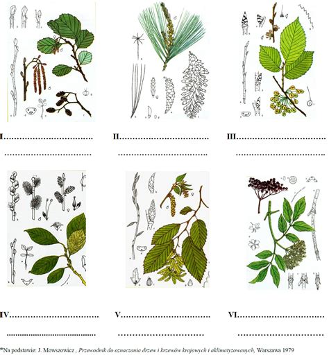 Biologia Kategorie zadań Akademia DWMED