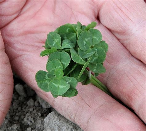 The difference between a four-leaf CLOVER and a SHAMROCK