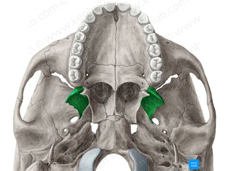 Lateral Plate Of Pterygoid Process Of Sphenoid Bone 4392 Kenhub