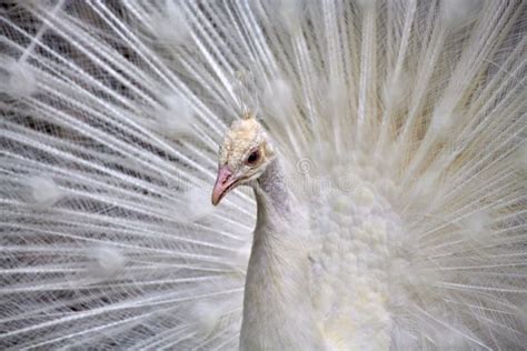 Close-up of a White Peacock Showing Off His Tail Fully Opened Stock Photo - Image of fauna ...