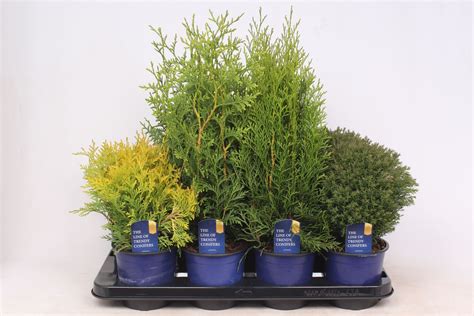 Thuja Occidentalis MIX Plant Wholesale FlorAccess