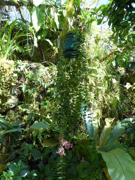 Photo Of The Entire Plant Of Lipstick Plant Aeschynanthus Thai Pink