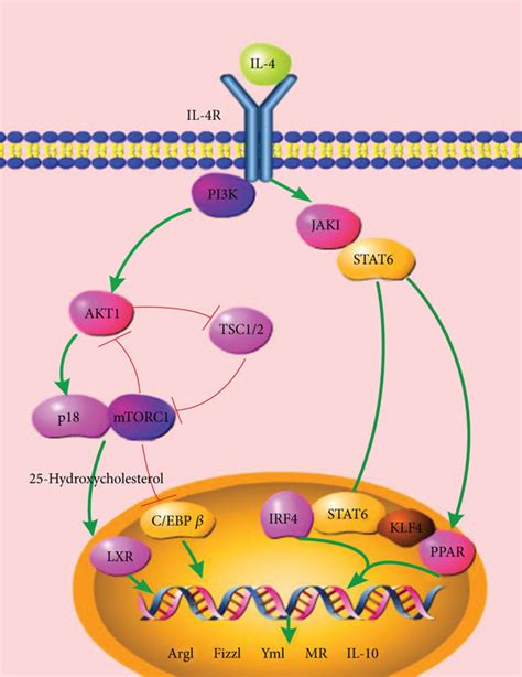 M Polarization Pathways The Jak Stat Pathway And Akt P Mtor Lxr