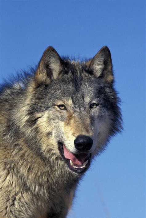 NORTH AMERICAN GREY WOLF Canis Lupus Occidentalis PORTRAIT Of ADULT