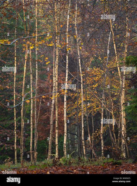 Silver Birch Betula Pendula Trees Autumn Colour Kings Wood